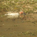 Anas crecca (Eurasische Krickente) Männchen